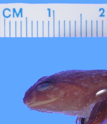 Media type: image; Herpetology A-25711
